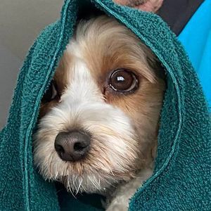 Meet your Posher, Laurie